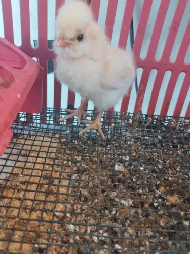 Pintinho polonêsa camurça 