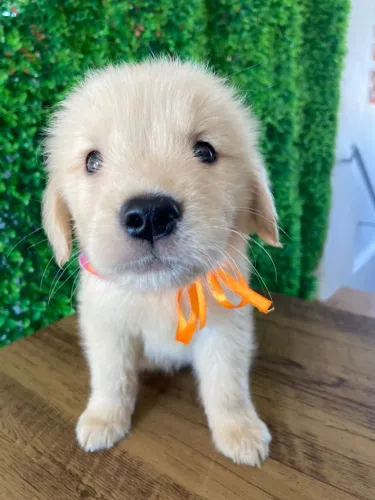 Filhote de Golden Retriever
