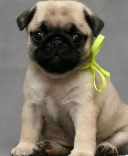 Pug mini - essa pequenina vai te encher lambeijos