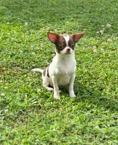 Chihuahua Macho Black: Elegância e Estilo com Muito Carinho!