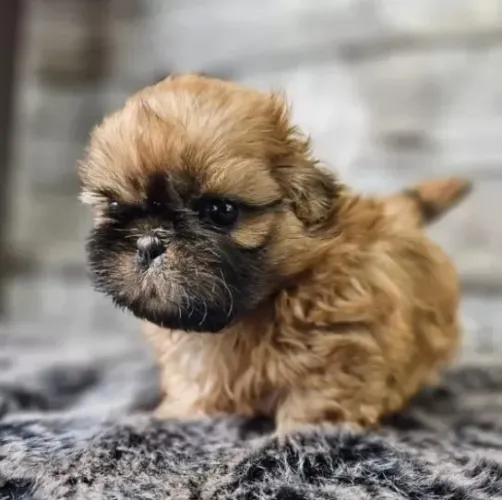 Filhote Macho de Shih-Tzu Pequeno e Dócil