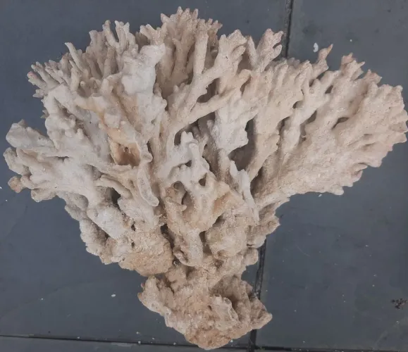 Corais e rochas naturais (peças grandes e raras)