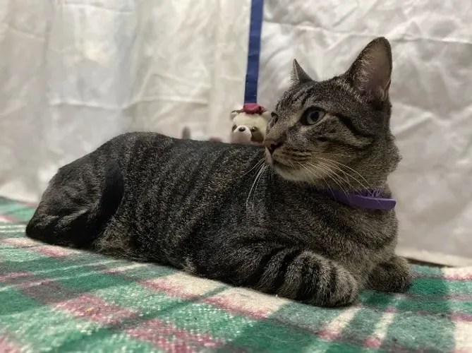 Babá de Pet
