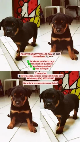 FILHOTES DE ROTTWEILLER DISPONÍVEL