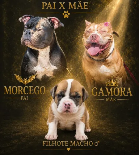 American Bully 