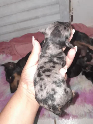 Vendo  lindos filhotes de danchuhald