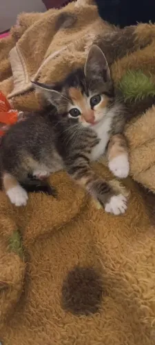 Doa-se gatinhas