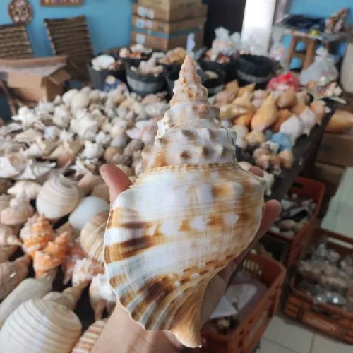 Concha cymatium