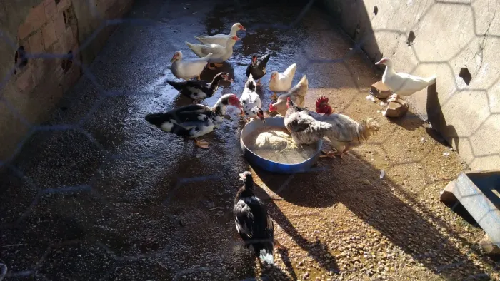 Patos a venda