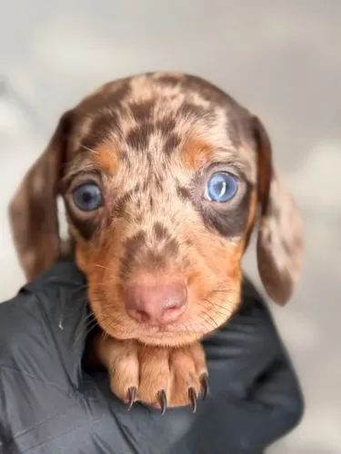 dachshund mini