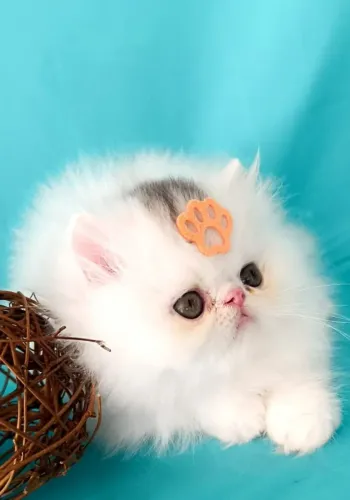 Gatinho Persa - Vacinado, Microchipado e Adaptado
