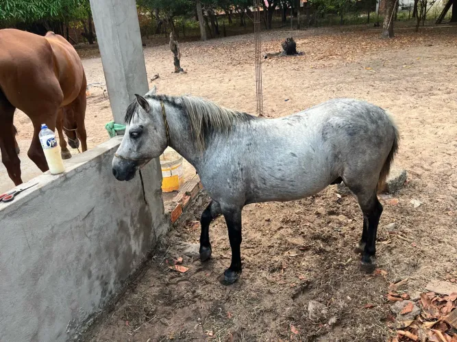 Ponei garanhão