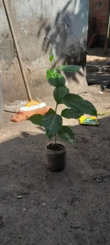 1Muda de Maracujá