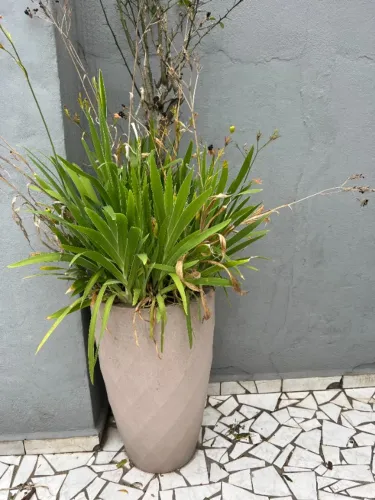 Vaso Grande de Planta