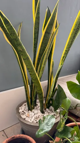 2 PLANTAS + VASO
