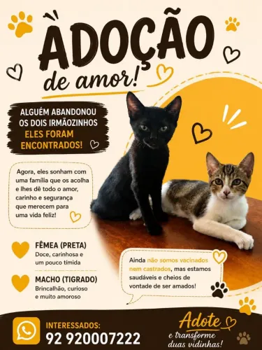 Doação de Gatos - Compensa 2