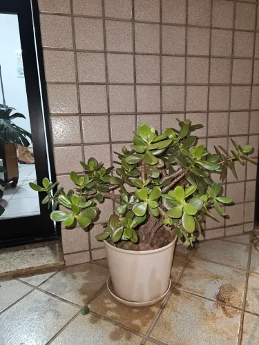 Planta Jade Adulta
