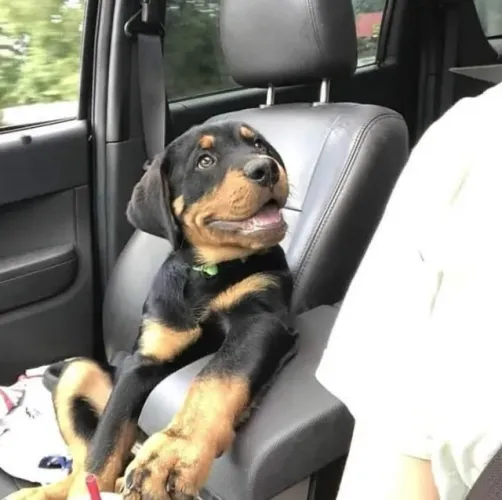 Rottweiler Caminhos que ficaram mais leves