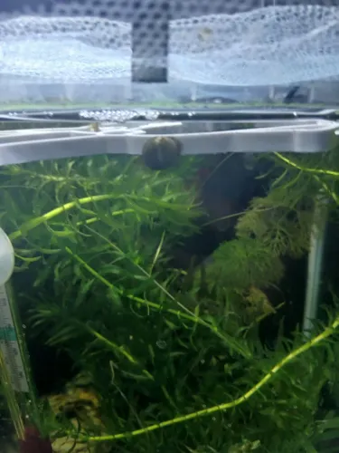 Plantas de aquario (aquaticas) Elodea e Salvinia