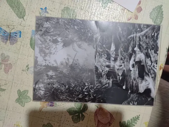 Fotografia Sebastião Salgado "Floresta de Altitude" Original Com Certificado