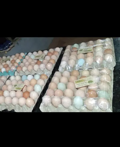 Ovos de galinha poedeira galados 