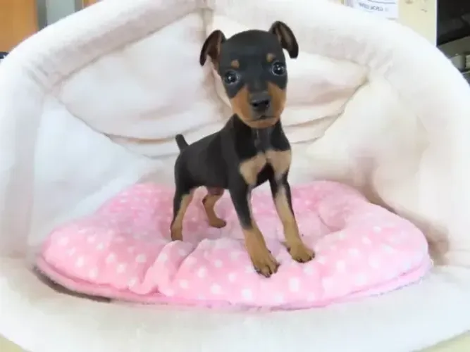 Filhote de cachorro Pinscher/ Pincher dócil, saudável e brincalhão