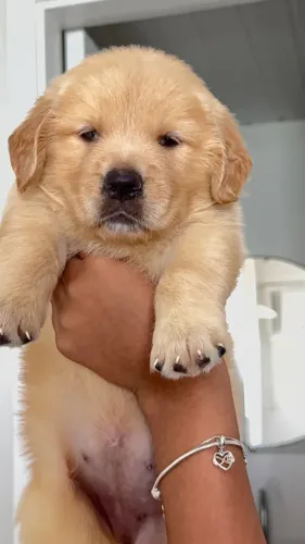 Filhotes de Golden Retriever PEDIGREE