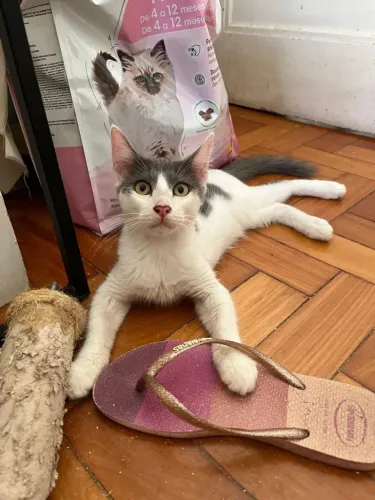 Gatinhos para adoção