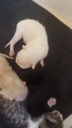 GATINHOS PARA DOAÇÃO 