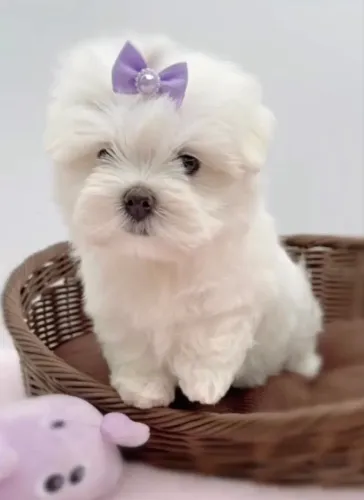 Fotos reais do filhote . Maltês com Pedigree
