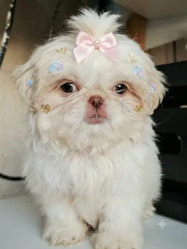  shitzu 