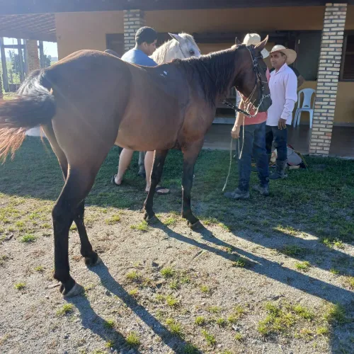 Cavalo pra negocio 