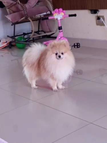 Spitz alemão