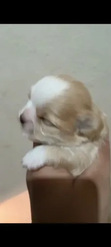 #shih tzu