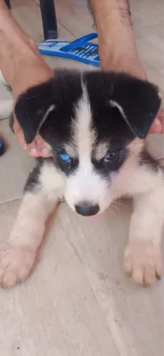 Vende-se husky siberiano