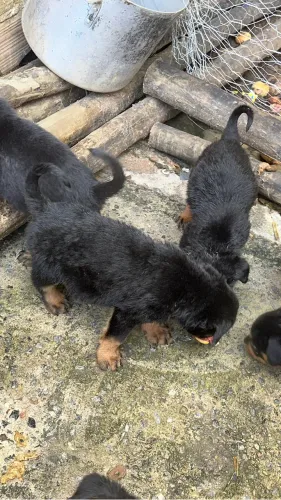 Rottweiler filhote