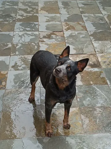 Boiadeiro australiano (procuro macho pra cruzar)