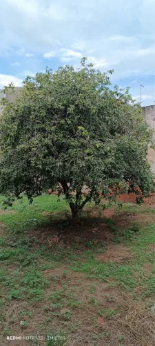 Vendo Jabuticabeira de 4 metros