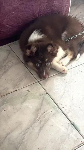 Filhote de husky siberiano fêmia 