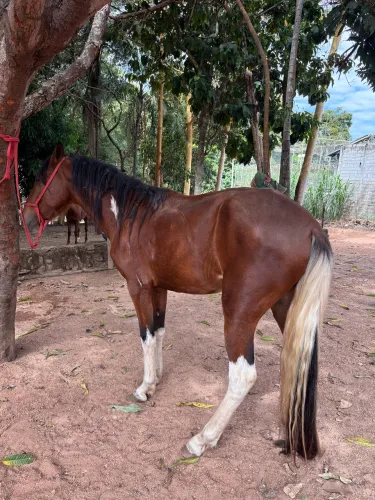 Cavalo manga larga