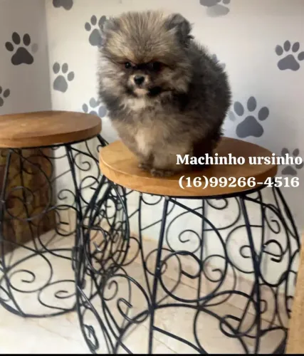 Spitz Alemão macho