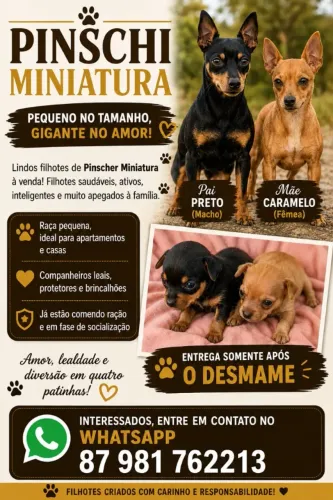 FILHOTE PINSCHER