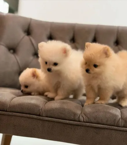 Spitz alemão O companheiro ideal para uma rotina cheia de momentos especiais