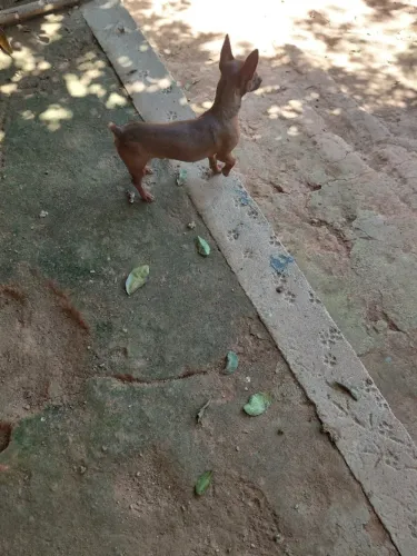 Pinscher  macho 