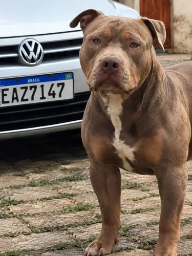 Pitmonster filhotao