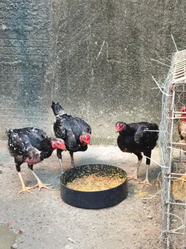 Galinhas Foguinho