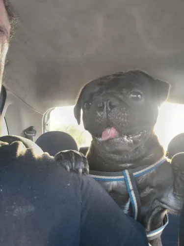 Pug