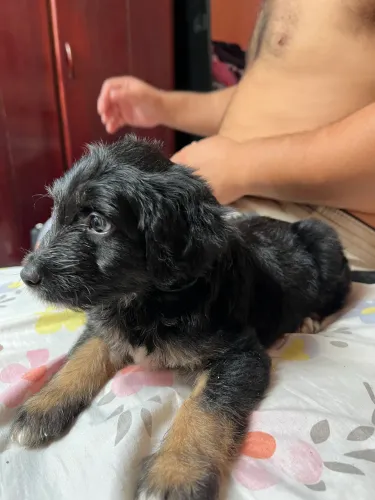 Vendo filhote ? Cocker Spaniel com Poodle