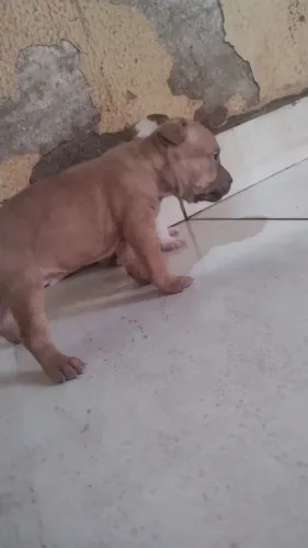 Vendo por Bull filhote com 2 meses, comendo ração, pra mas informações *