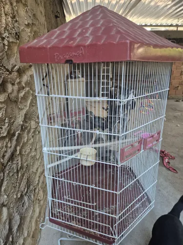 Gaiola para Calopsita